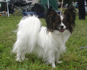 Beauty Fly Tete a tete 21 months